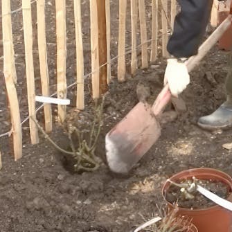 roser planting roser planting